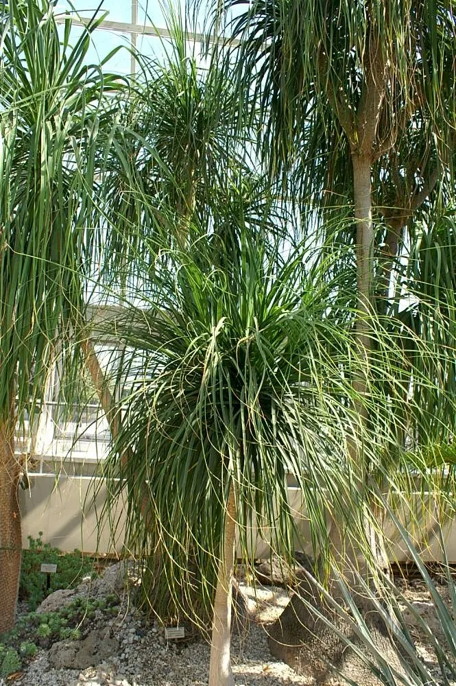 Pony Tail Palm (Beaucarnea Recurvata) — From this caudex extends a slender; yet easy-to-care-for plant.<br><br>When integrating the Pony Tail Palm, image 128