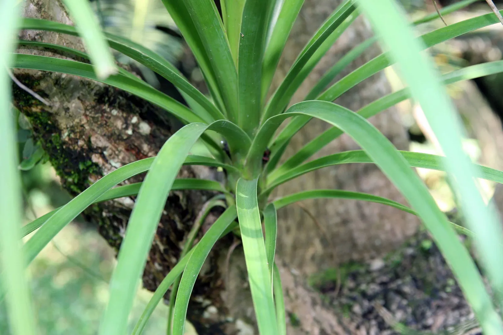 Pony Tail Palm (Beaucarnea Recurvata) — It is not a true palm but rather a member of the Agavaceae family; consider its potential to provide vertical interest