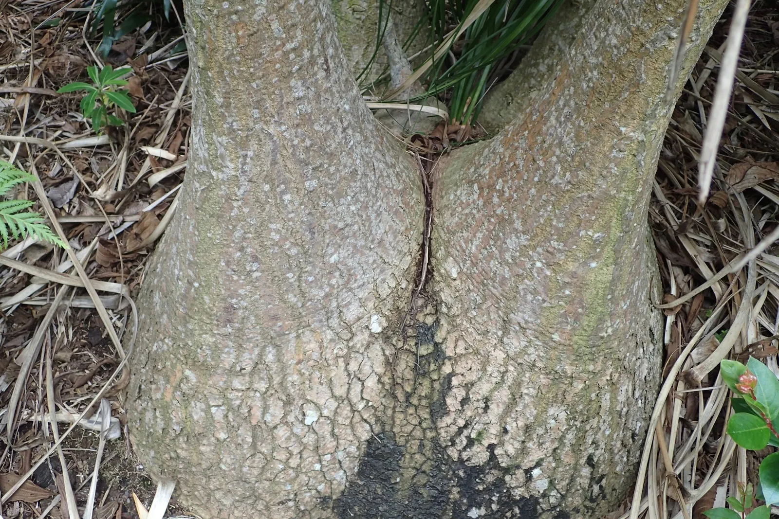 Pony Tail Palm (Beaucarnea Recurvata) — typically growing to a height of 6 to 8 feet; pony Tail Palm (Beaucarnea recurvata) is a distinctive, image 71