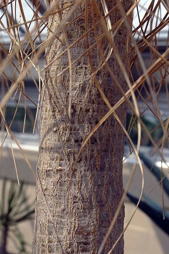 Pony Tail Palm (Beaucarnea Recurvata) — It is well-suited to a variety of settings; white flowers in the garden, image 112