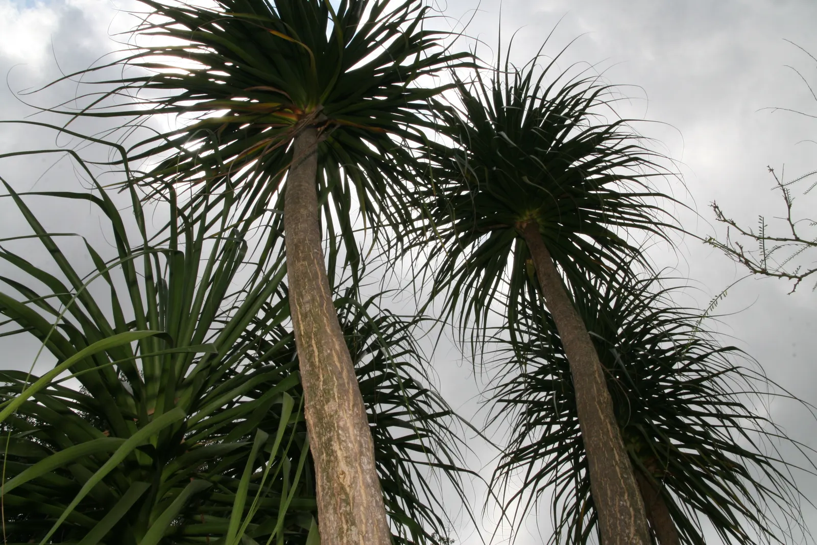 Pony Tail Palm (Beaucarnea Recurvata) — with a spread of approximately 4 feet in domestic landscapes.<br><br>Atop the stem