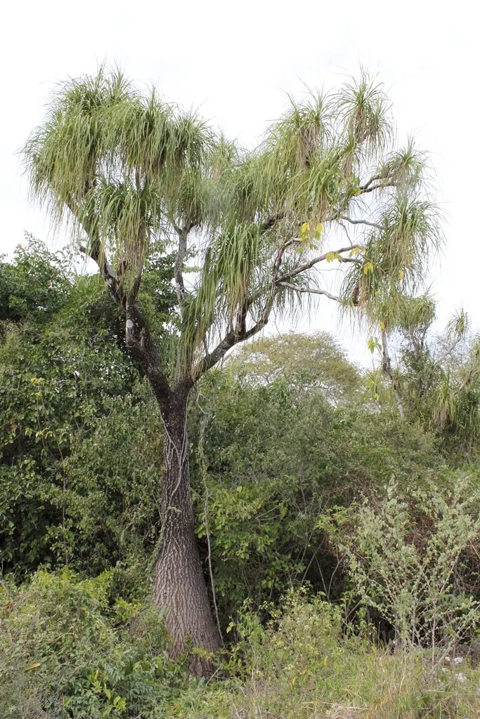 Pony Tail Palm (Beaucarnea Recurvata) — shrub for full