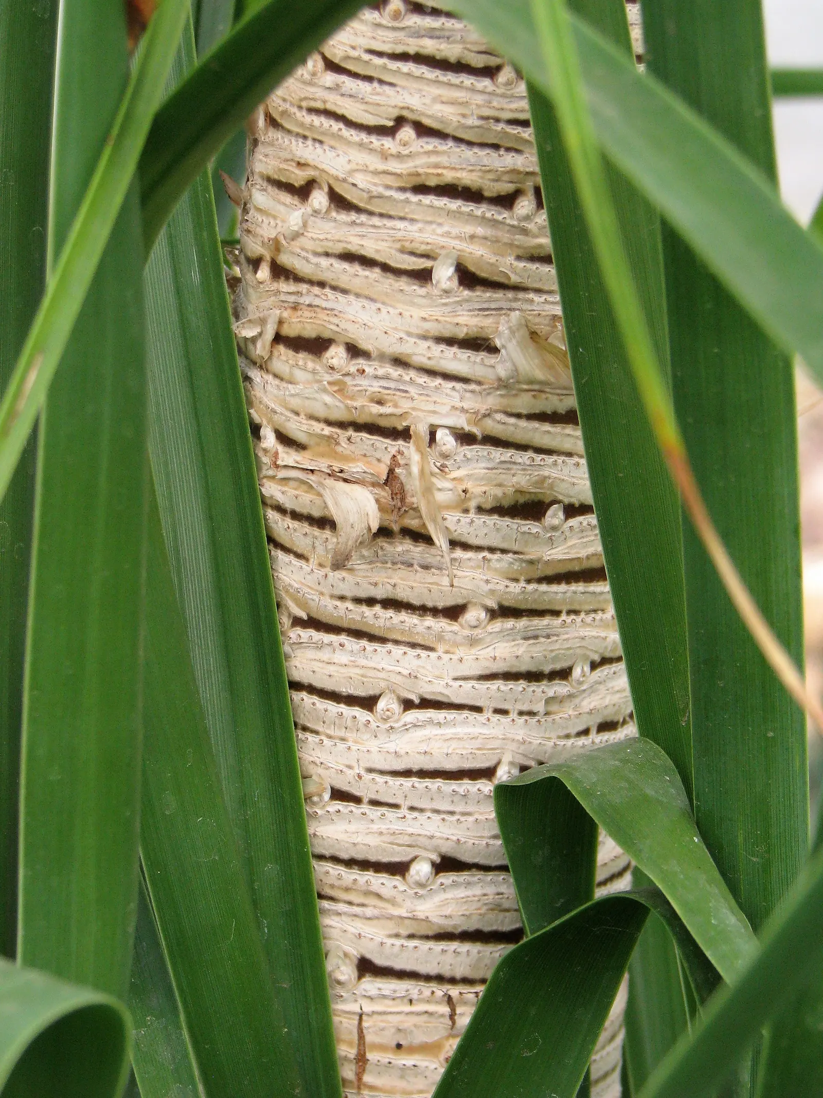 Pony Tail Palm (Beaucarnea Recurvata) — Pony Tail Palm (Beaucarnea recurvata) is a distinctive evergreen succulent; maturing at 6-8 feet tall and 3-5 feet