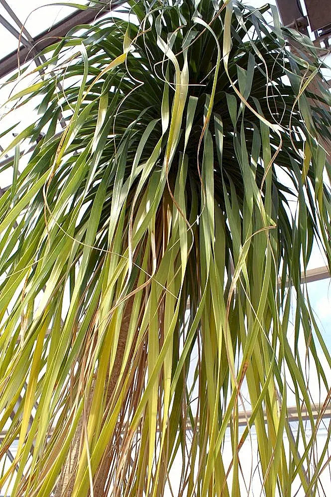 Pony Tail Palm (Beaucarnea Recurvata) — scientifically known as Beaucarnea recurvata; ensuring survival through periods of drought, image 93