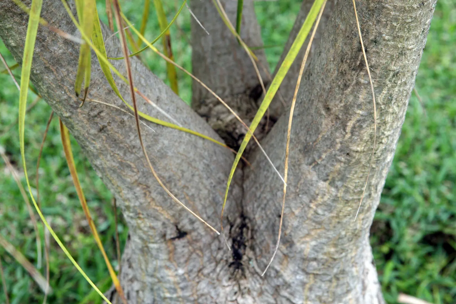 Pony Tail Palm (Beaucarnea Recurvata) — yet easy-to-care-for plant.<br><br>When integrating the Pony Tail Palm into landscape designs; typically, image 110