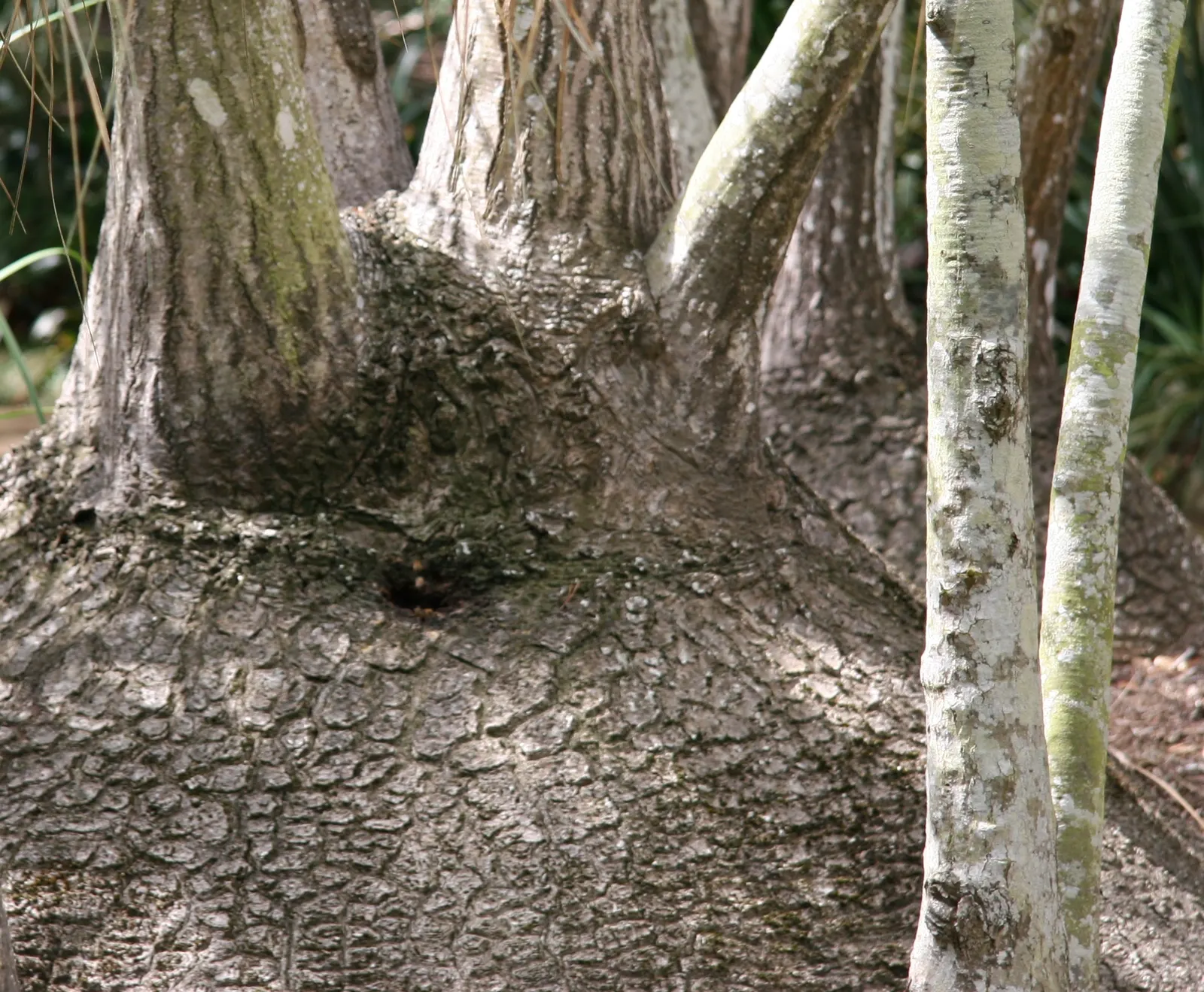 Pony Tail Palm (Beaucarnea Recurvata) — From this caudex extends a slender; yet easy-to-care-for plant.<br><br>When integrating the Pony Tail Palm, image 70