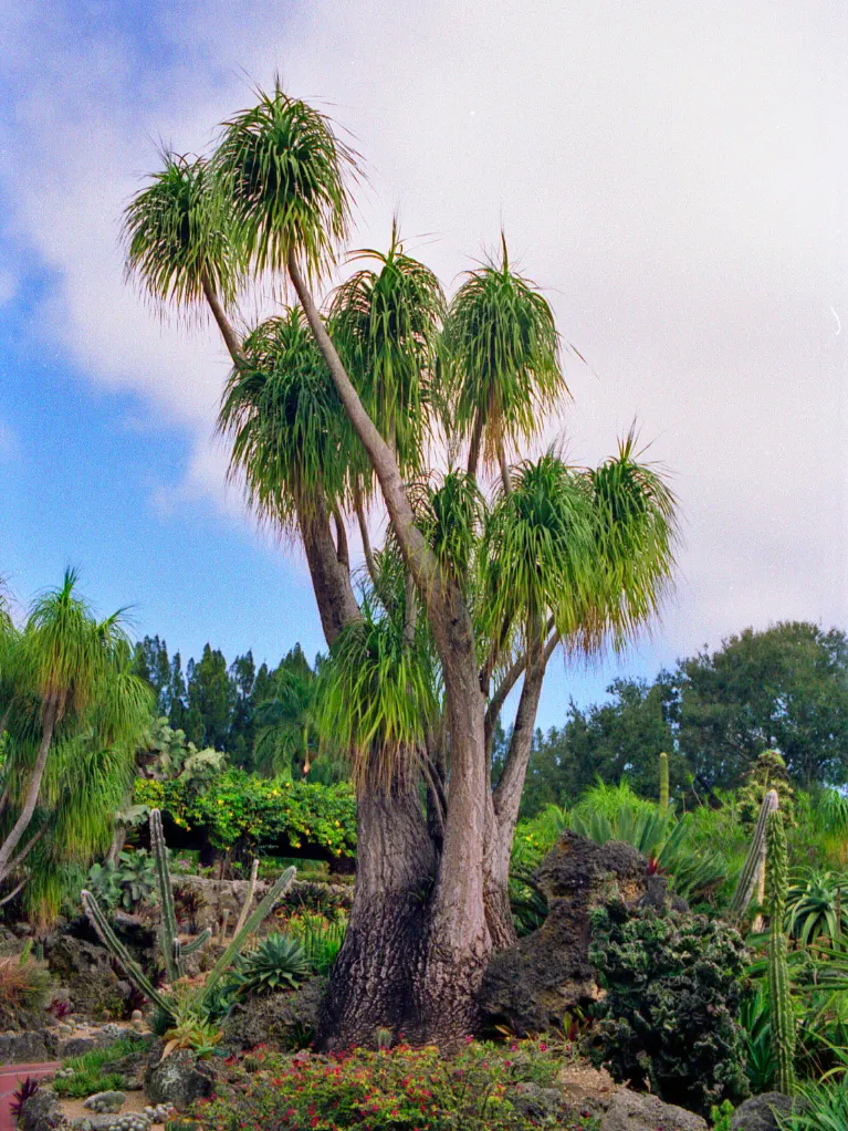 Pony Tail Palm (Beaucarnea Recurvata) — a rosette of ribbon-like leaves gracefully arches and cascades