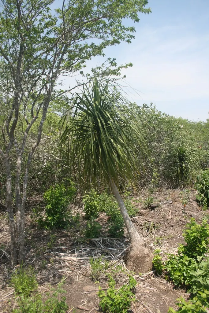 Pony Tail Palm (Beaucarnea Recurvata) — a rosette of ribbon-like leaves gracefully arches and cascades, image 44