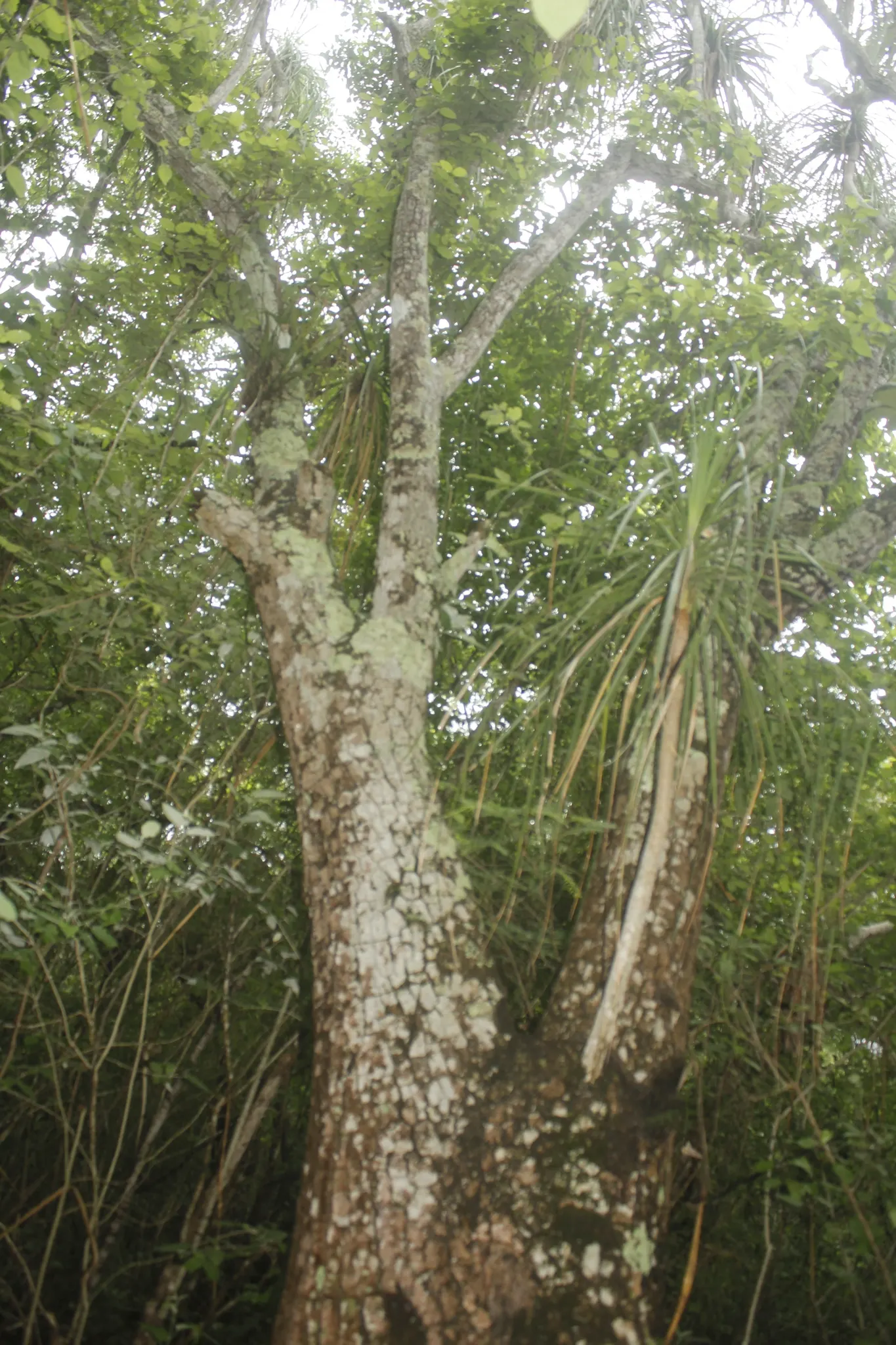 Pony Tail Palm (Beaucarnea Recurvata) — with a spread of approximately 4 feet in domestic landscapes.<br><br>Atop the stem; it is not a true palm, image 72