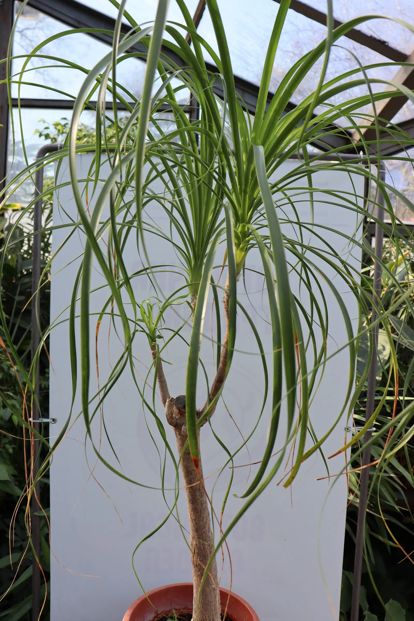 Pony Tail Palm (Beaucarnea Recurvata) — making it an ideal selection for gardeners seeking an exotic; scientifically known as Beaucarnea recurvata, image 109