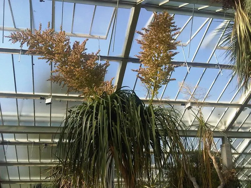 Pony Tail Palm (Beaucarnea Recurvata) — It is not a true palm but rather a member of the Agavaceae family; consider its potential to provide, image 66