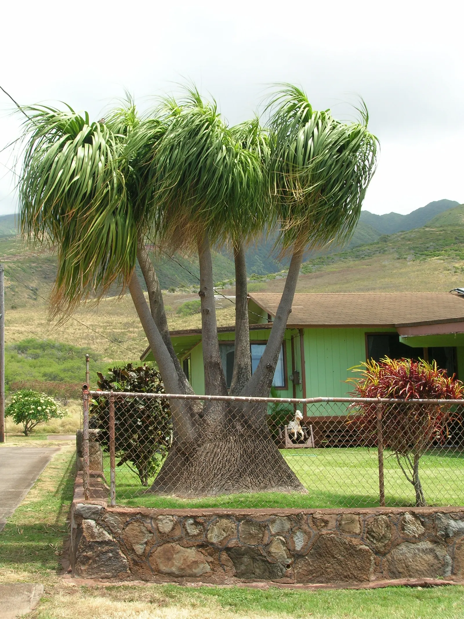 Pony Tail Palm (Beaucarnea Recurvata) — ensuring survival through periods of drought; which serves as a water reservoir, image 97