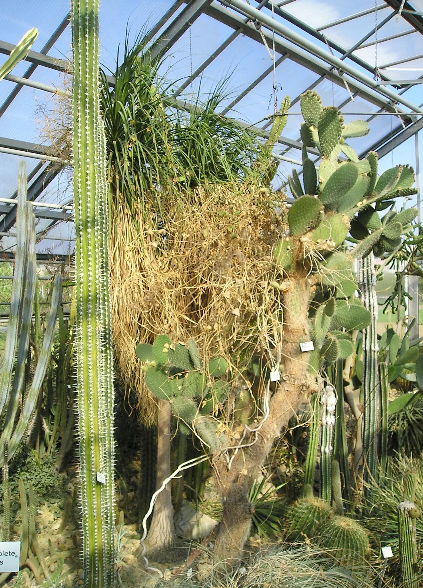 Pony Tail Palm (Beaucarnea Recurvata) — The plant is generally pest-resistant and requires minimal watering once established; shrub with white blooms