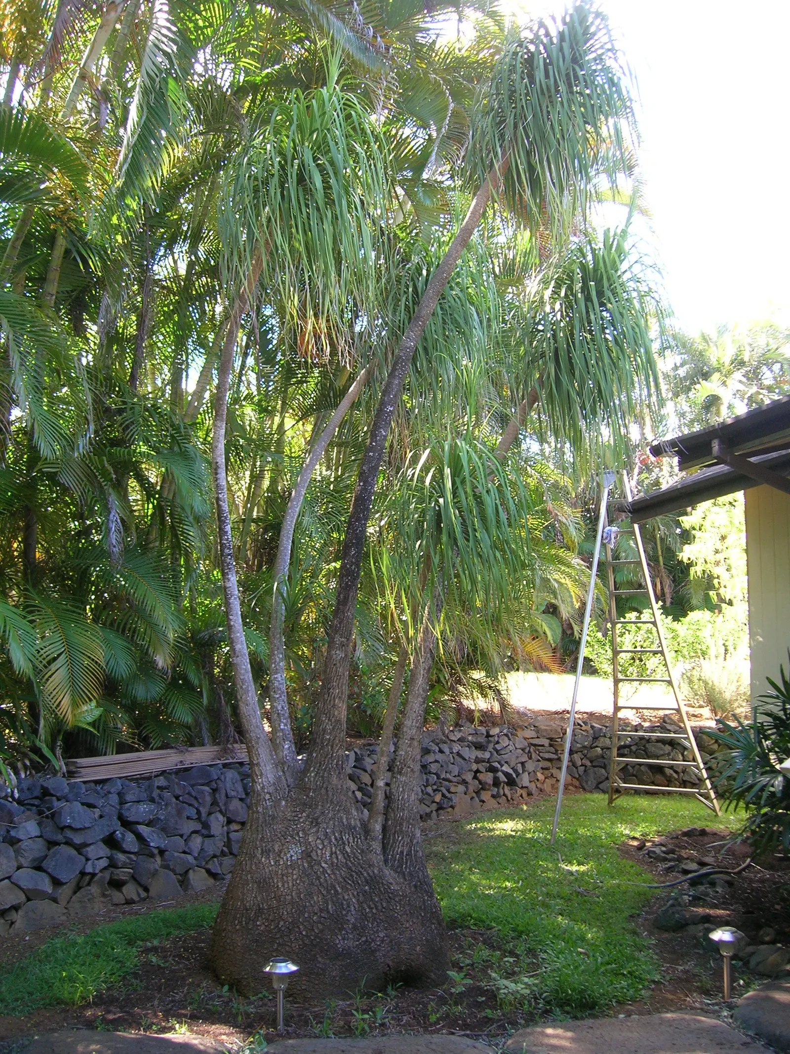 Pony Tail Palm (Beaucarnea Recurvata) — The leaves' leathery texture and lush green color add to its visual appeal; shrub for full, image 133