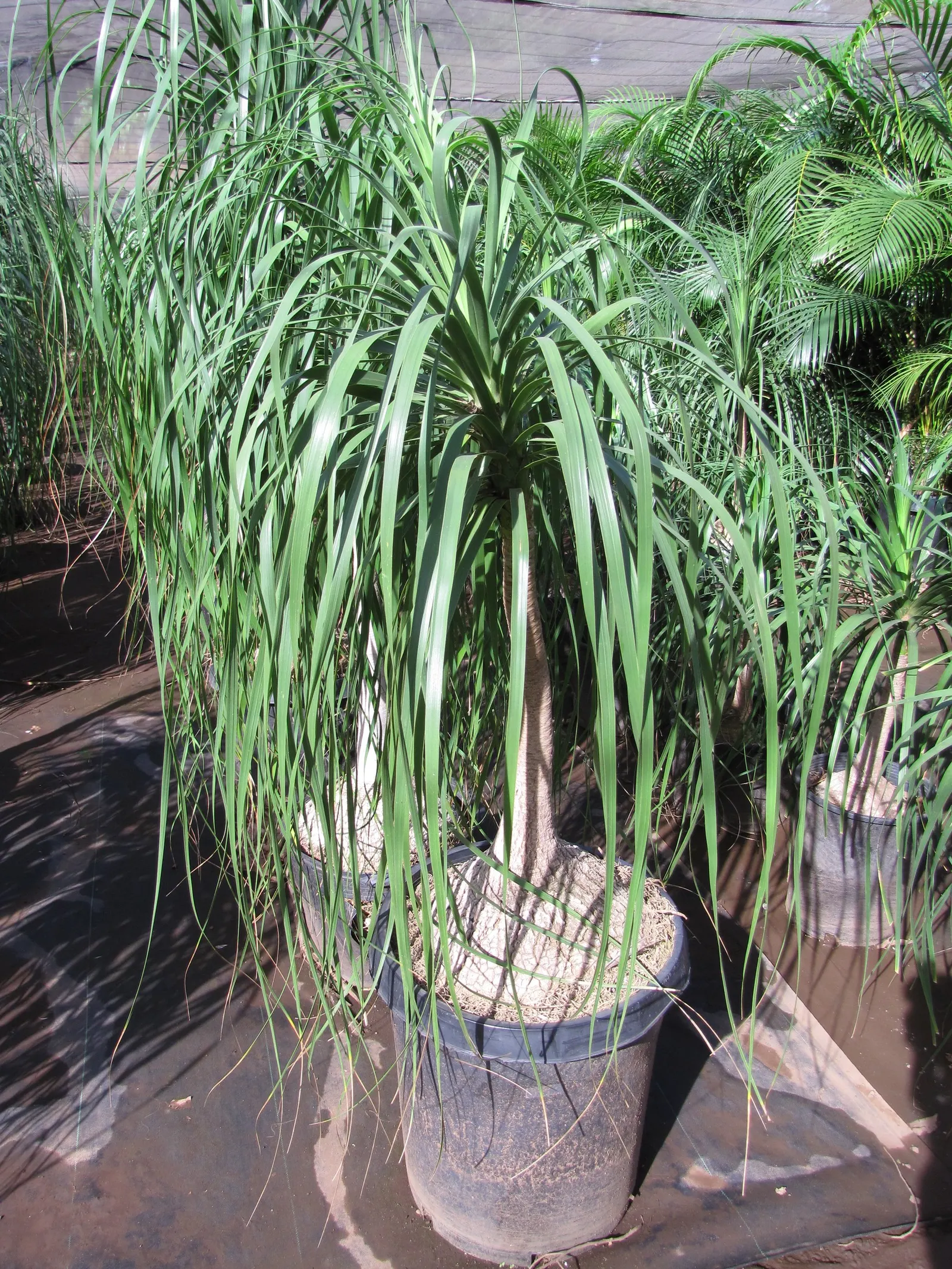 Pony Tail Palm (Beaucarnea Recurvata) — each frond reaching lengths of 4 to 6 feet