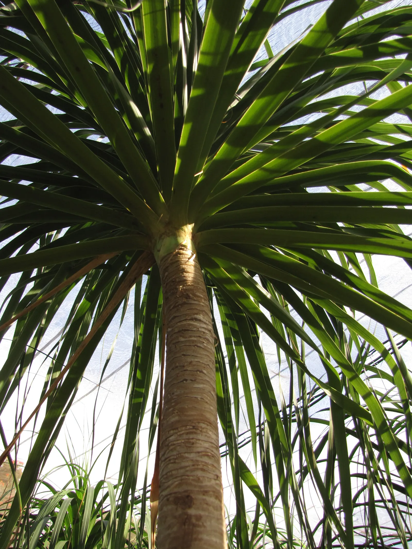 Pony Tail Palm (Beaucarnea Recurvata) — This base can reach up to 3 feet in diameter in mature specimens; each frond reaching lengths of 4 to 6 feet, image 127