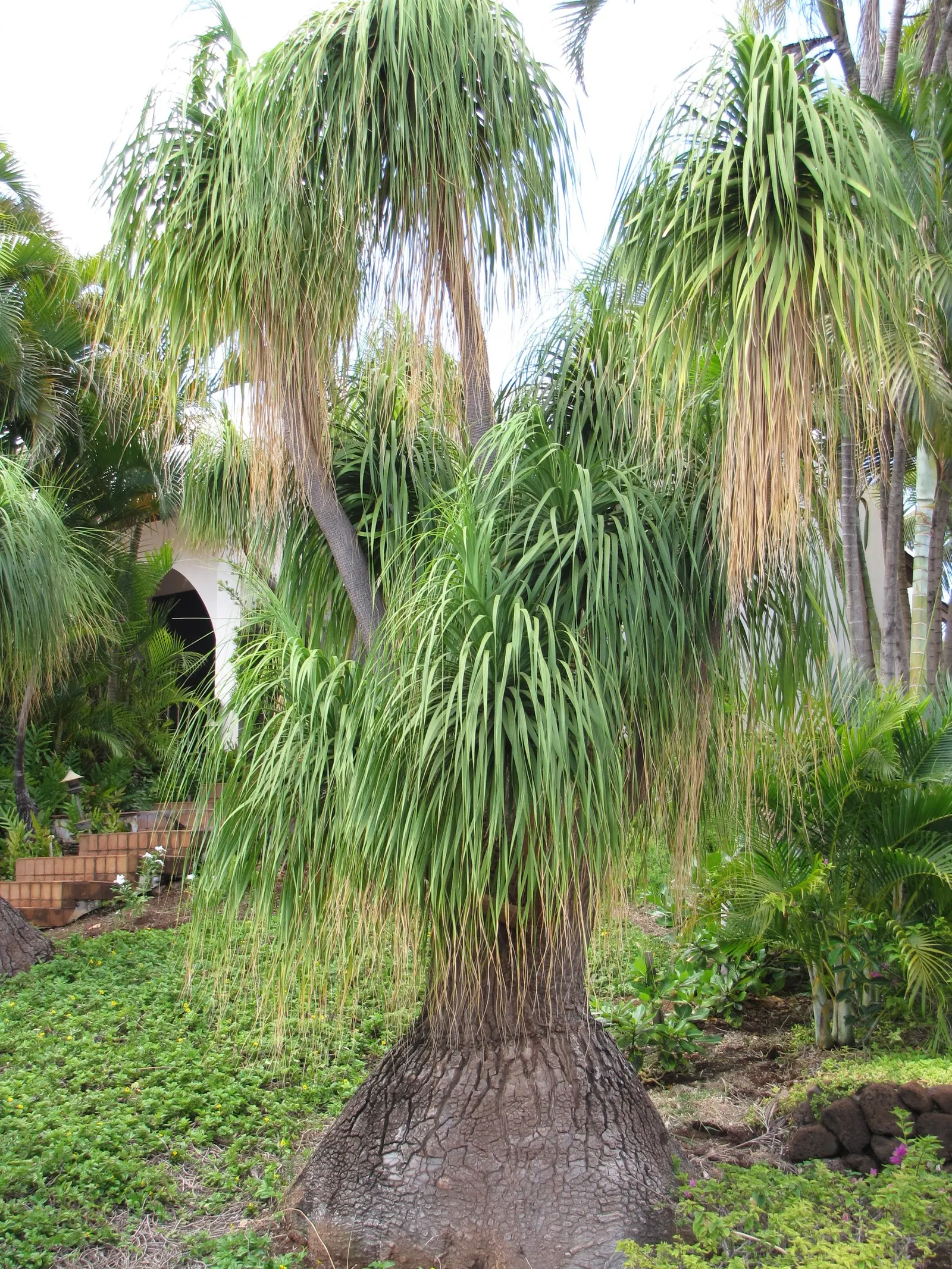 Pony Tail Palm (Beaucarnea Recurvata) — making it a focal point in any garden setting.<br><br>A hardy and low-maintenance plant
