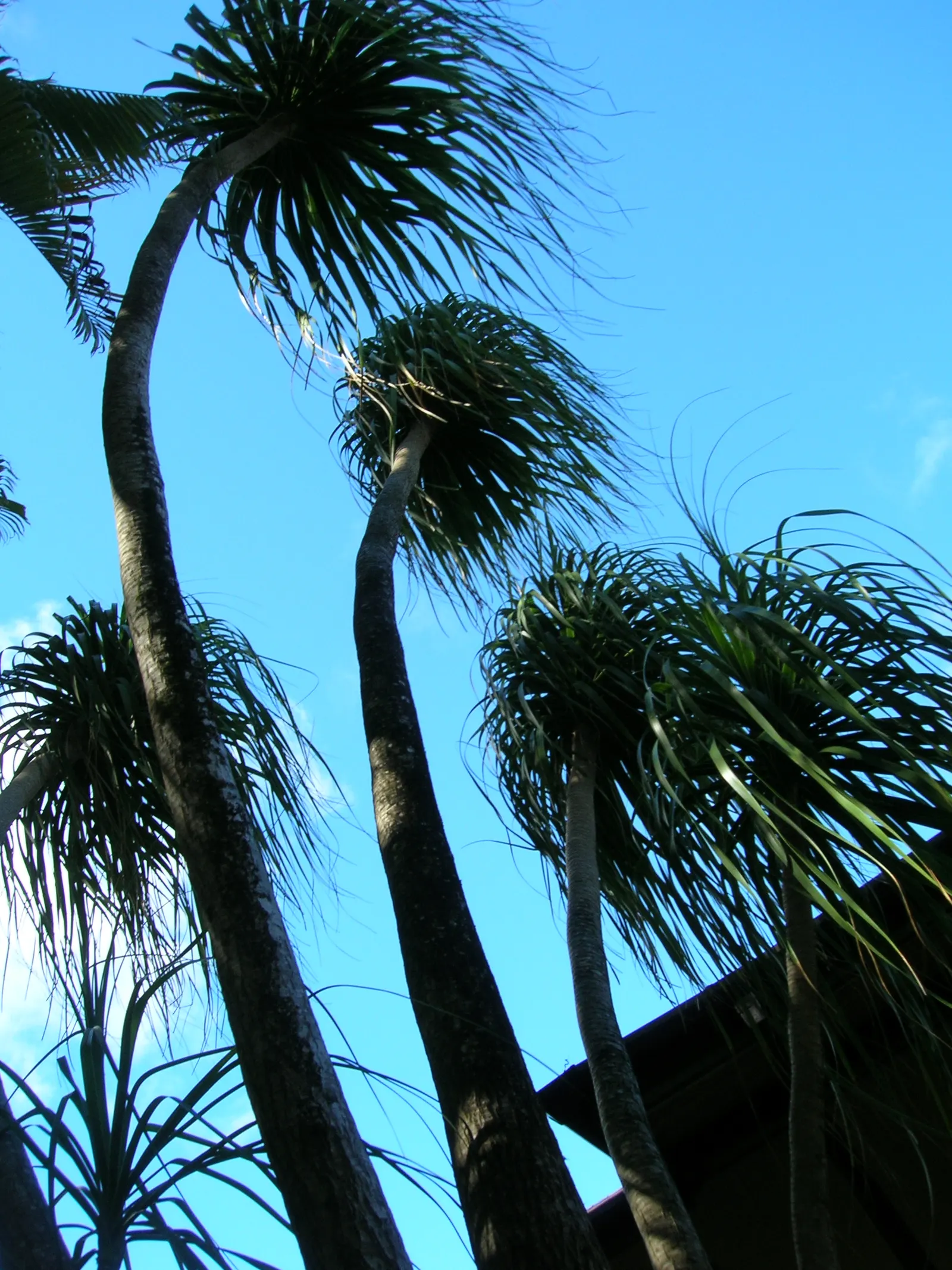 Pony Tail Palm (Beaucarnea Recurvata) — white flowers in the garden; from this caudex extends a slender, image 114