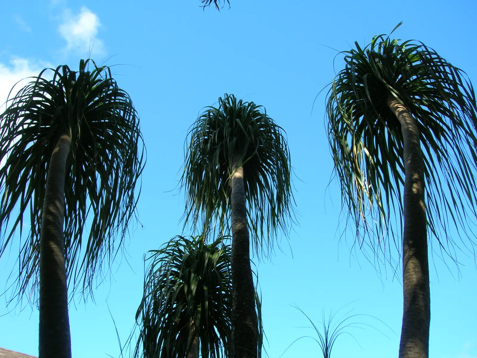Pony Tail Palm (Beaucarnea Recurvata) — from solitary specimen plantings to group arrangements with other drought-tolerant flora; hardy in USDA, image 84