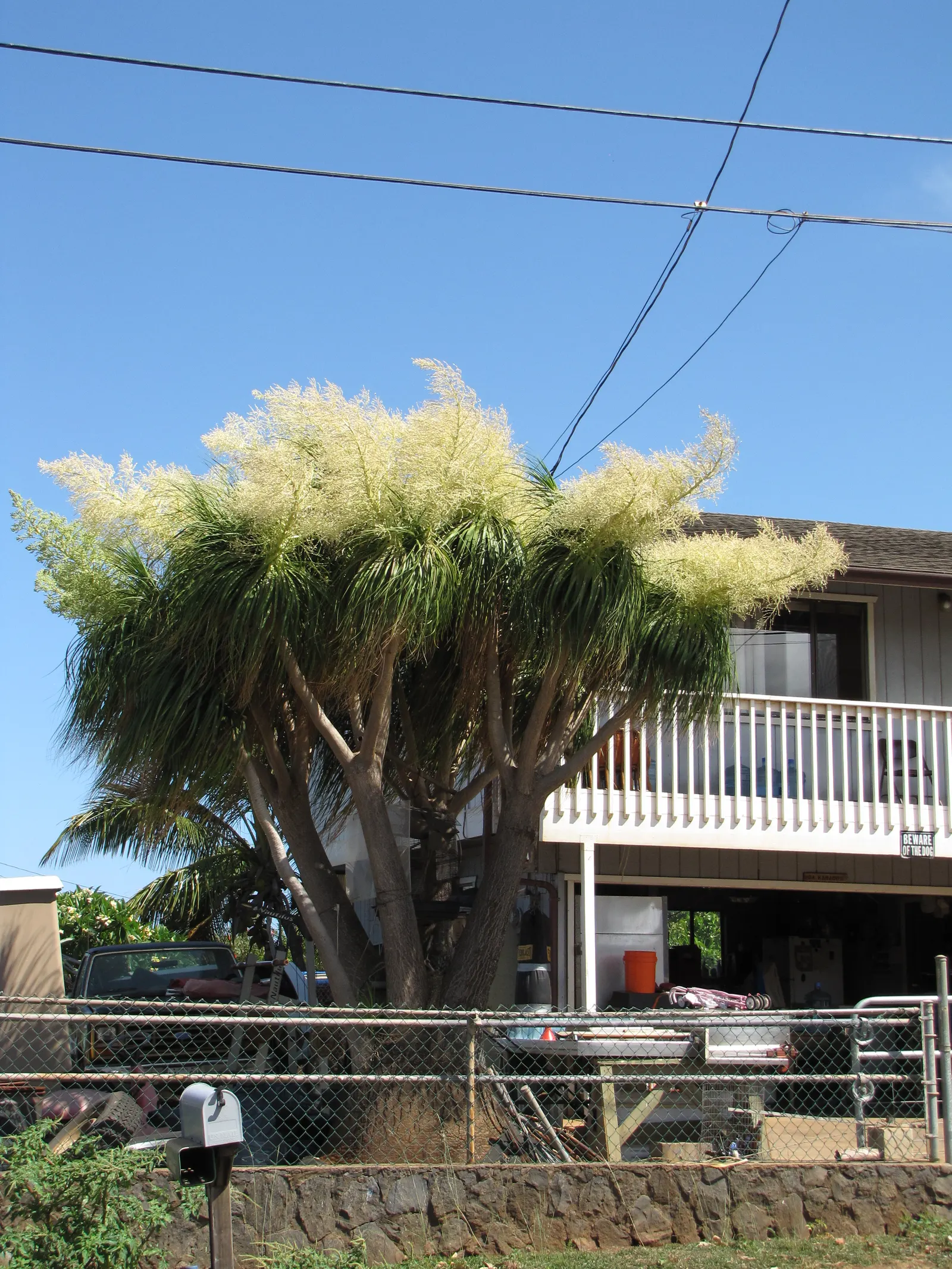 Pony Tail Palm (Beaucarnea Recurvata) — with a spread of approximately 4 feet in domestic landscapes.<br><br>Atop the stem; it is not a true palm, image 130