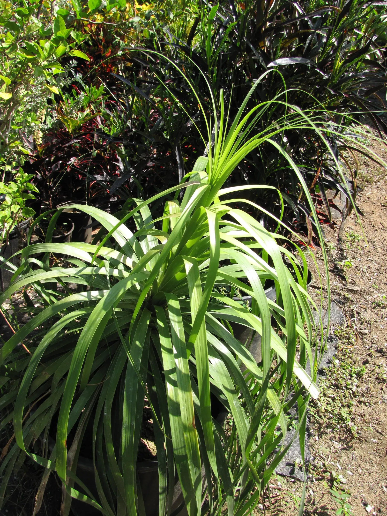 Pony Tail Palm (Beaucarnea Recurvata) — prized for its swollen base and cascading; this base can reach up to 3 feet in diameter in mature specimens
