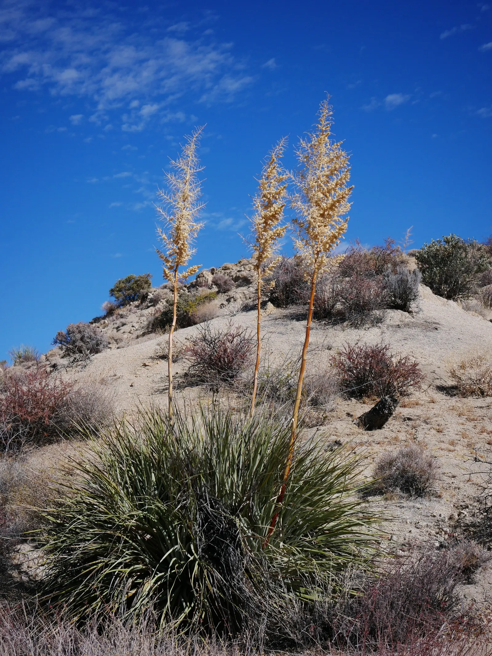Pony Tail Palm (Beaucarnea Recurvata) — This base can reach up to 3 feet in diameter in mature specimens