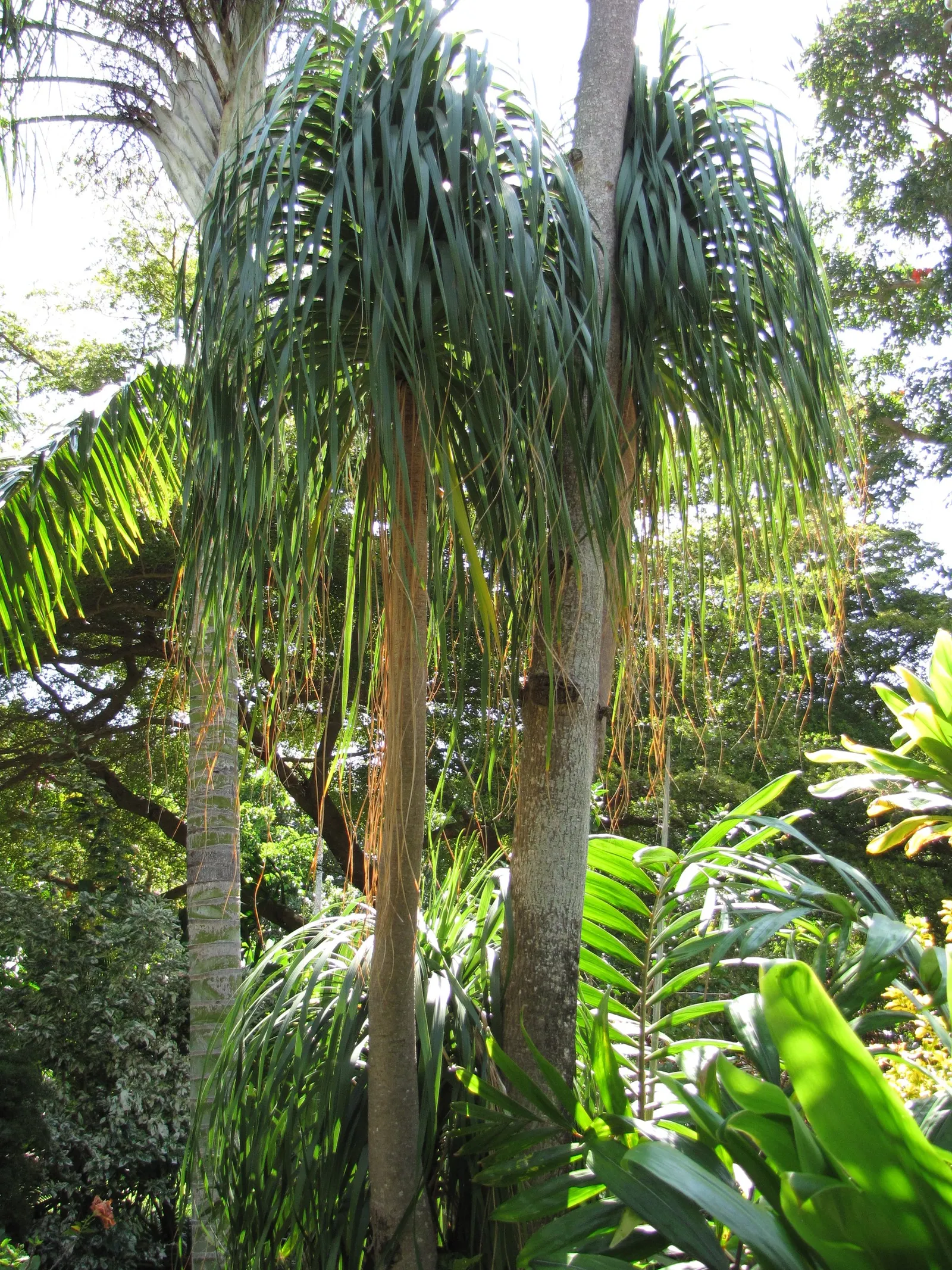 Pony Tail Palm (Beaucarnea Recurvata) — ensuring survival through periods of drought; which serves as a water reservoir, image 68