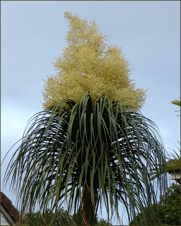Pony Tail Palm (Beaucarnea Recurvata) — prized for its swollen base and cascading