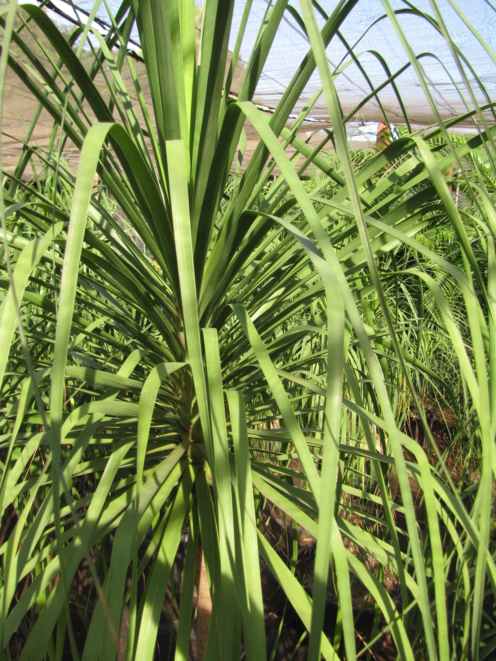 Pony Tail Palm (Beaucarnea Recurvata) — Maturing at 6-8 feet tall and 3-5 feet wide, it's ideal for xeriscapes or as a focal point; it is, image 91