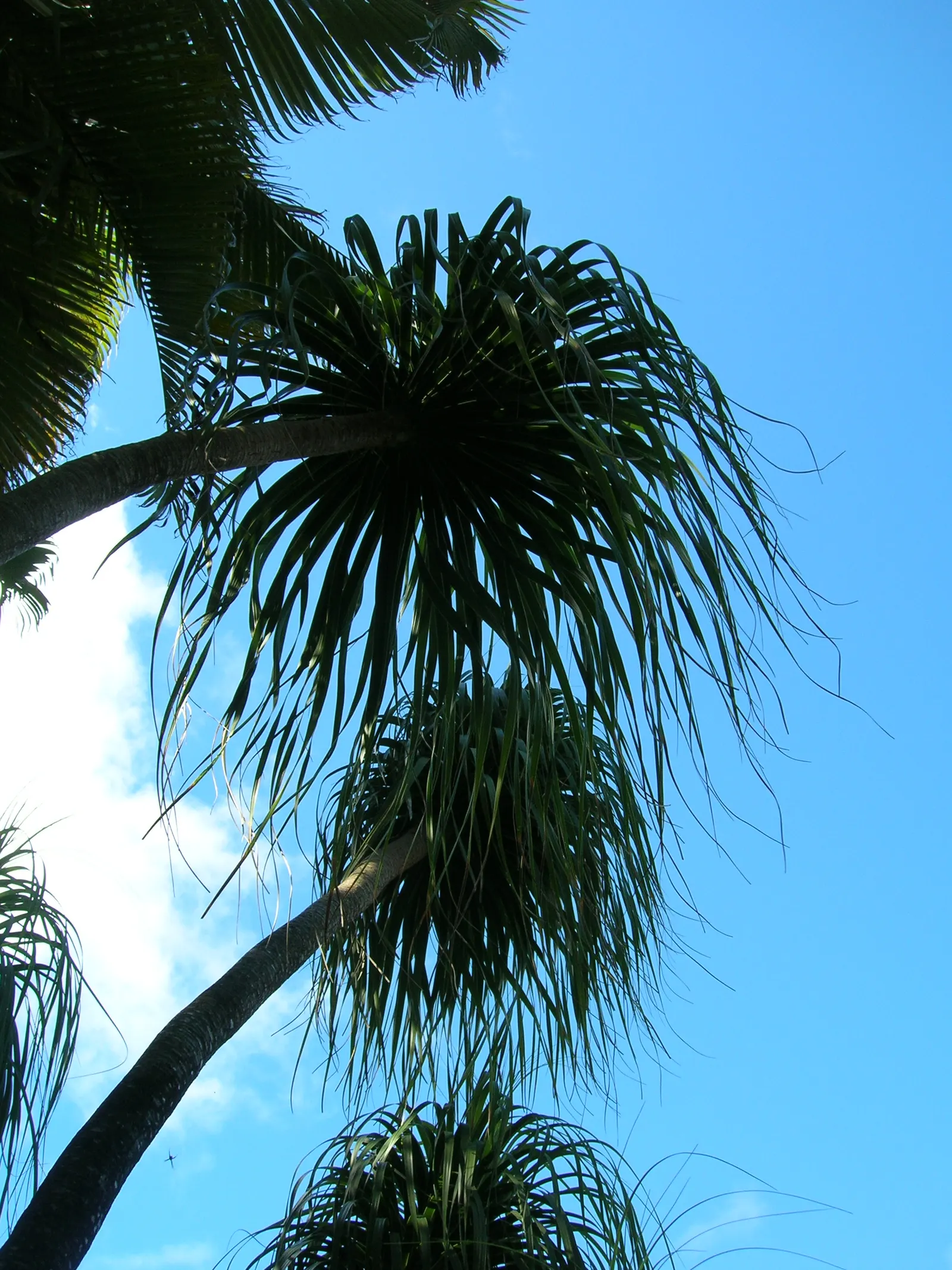 Pony Tail Palm (Beaucarnea Recurvata) — a rosette of ribbon-like leaves gracefully arches and cascades, image 73