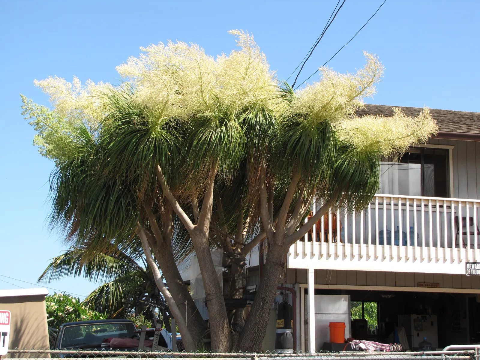 Pony Tail Palm (Beaucarnea Recurvata) — scientifically known as Beaucarnea recurvata