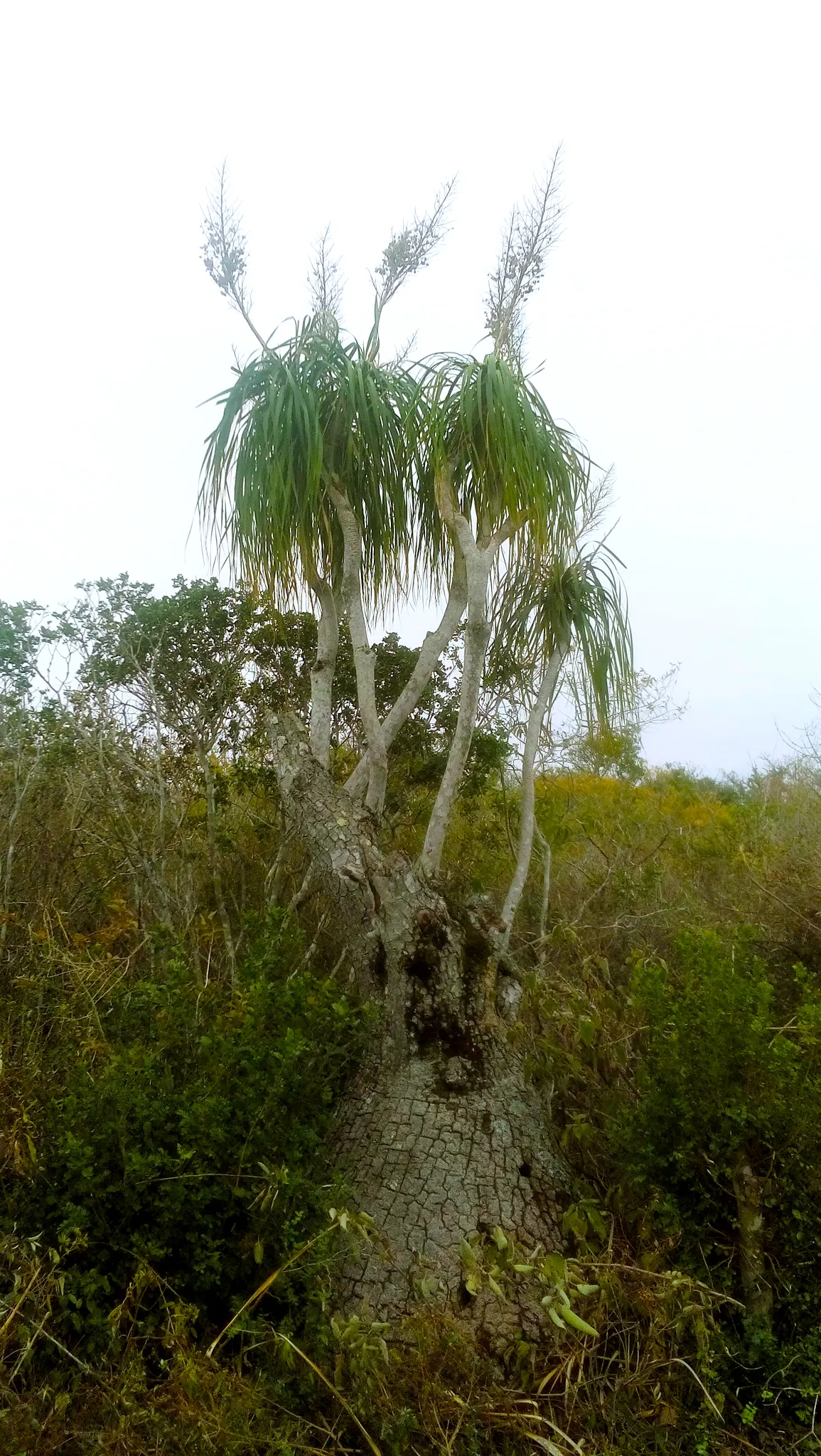 Pony Tail Palm (Beaucarnea Recurvata) — making it a focal point in any garden setting.<br><br>A hardy and low-maintenance plant; is a distinctive, image 134