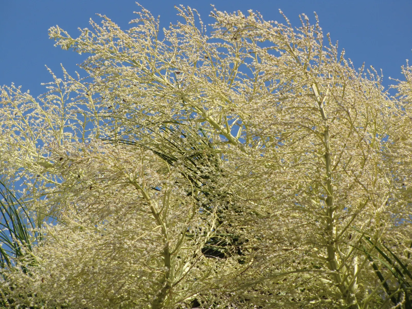 Pony Tail Palm (Beaucarnea Recurvata) — scientifically known as Beaucarnea recurvata; ensuring survival through periods of drought, image 122