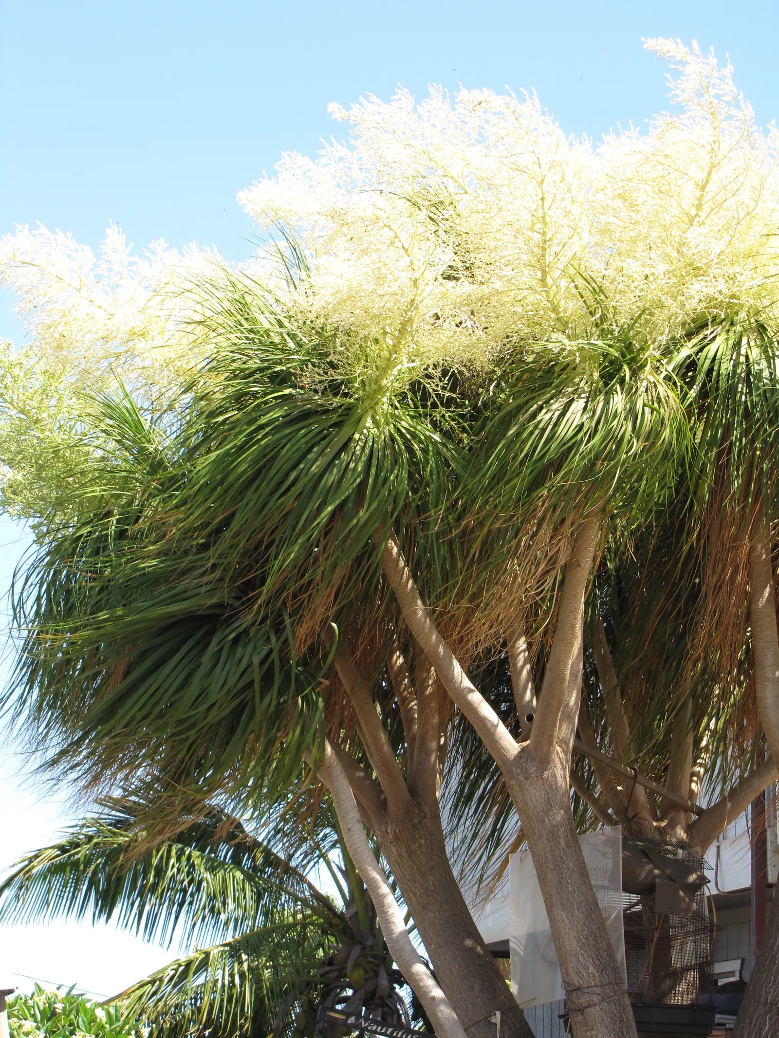 Pony Tail Palm (Beaucarnea Recurvata) — prized for its swollen base and cascading; this base can reach up to 3 feet in diameter in mature specimens, image 60
