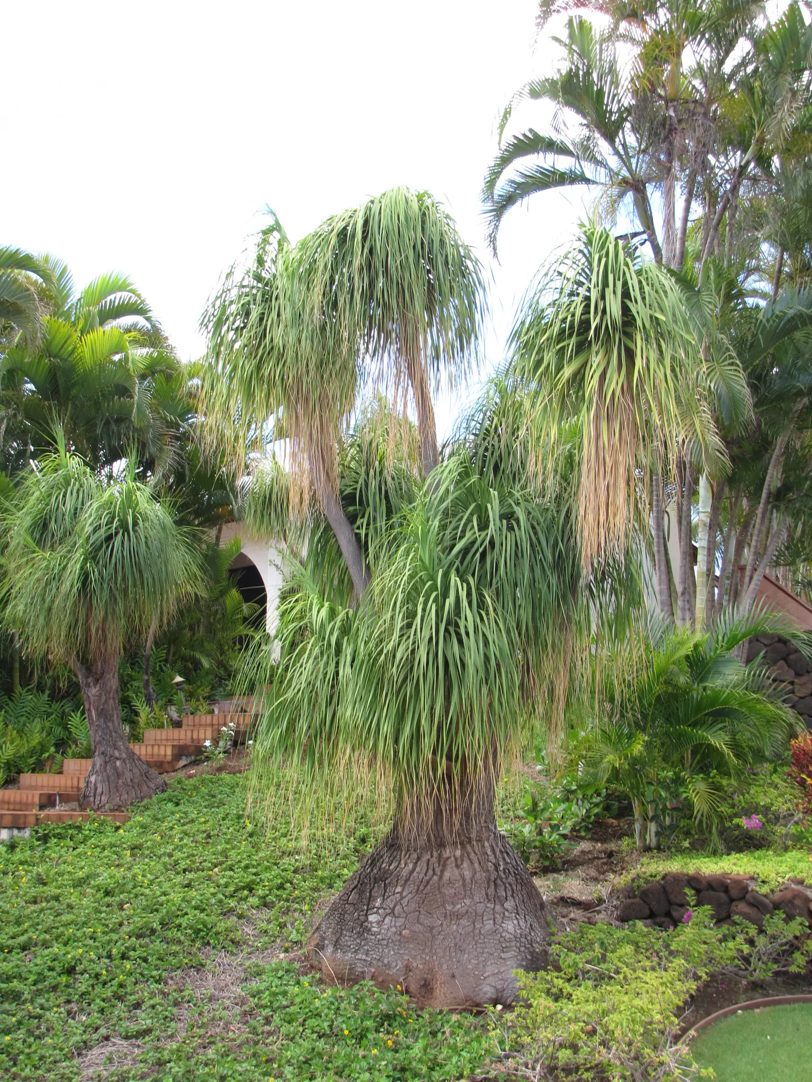 Pony Tail Palm (Beaucarnea Recurvata) — typically growing to a height of 6 to 8 feet; pony Tail Palm (Beaucarnea recurvata) is a distinctive, image 100