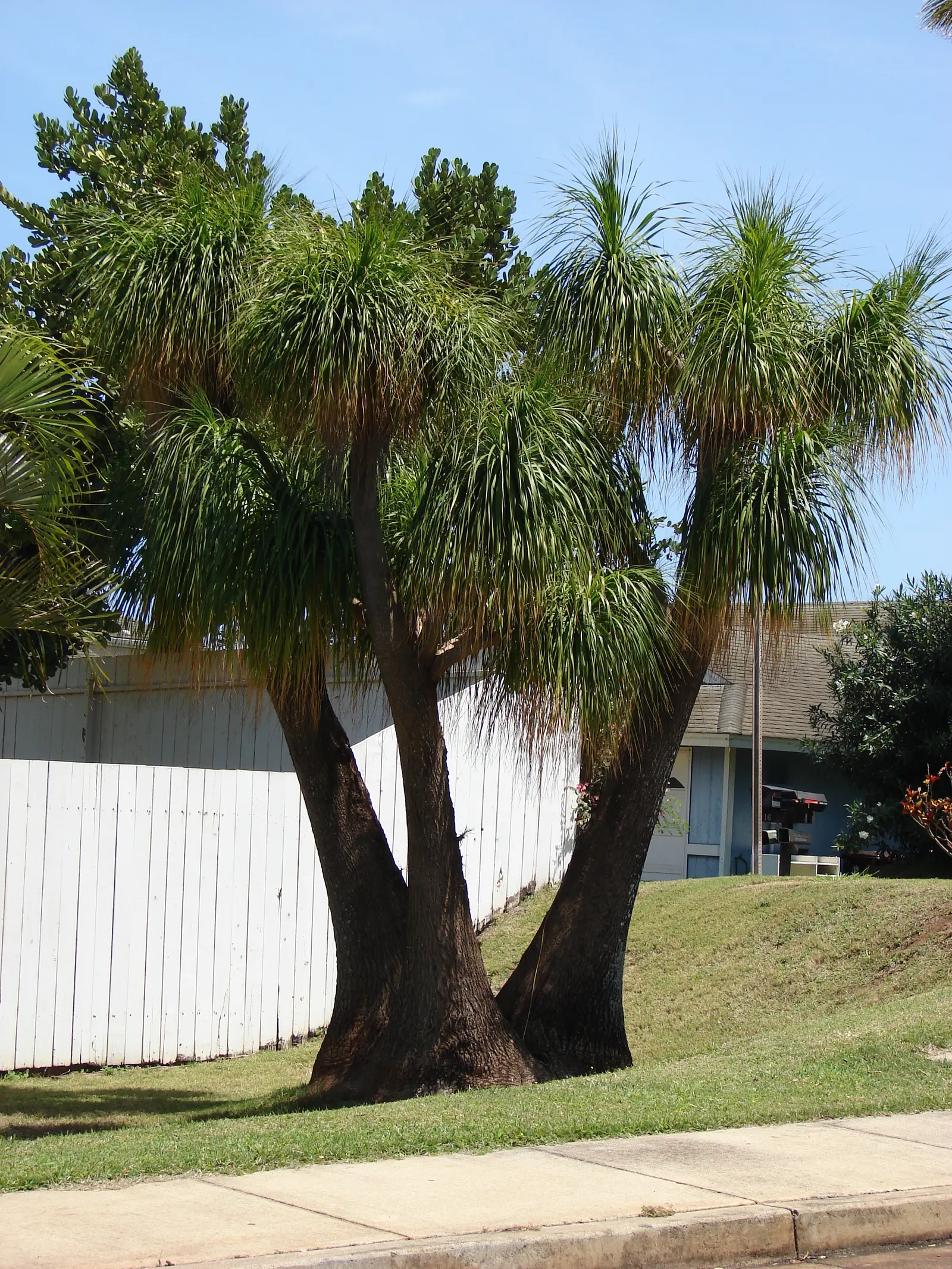 Pony Tail Palm (Beaucarnea Recurvata) — shrub with white blooms; the Pony Tail Palm thrives in full sun to partial shade and prefers well-drained, image 144