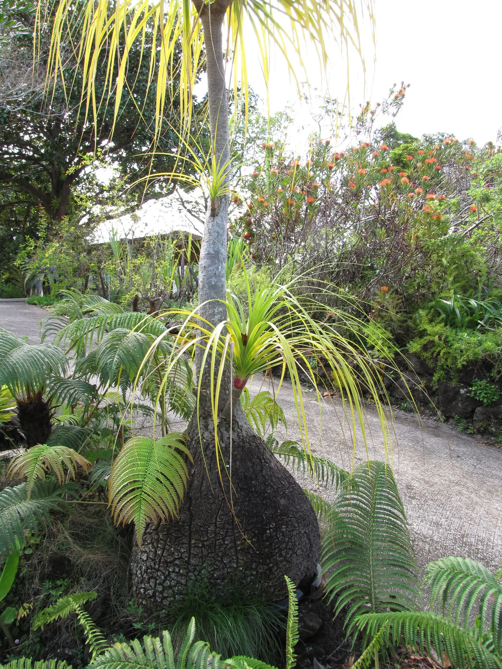 Pony Tail Palm (Beaucarnea Recurvata) — the Pony Tail Palm thrives in full sun to partial shade and prefers well-drained soil; with a spread of, image 77