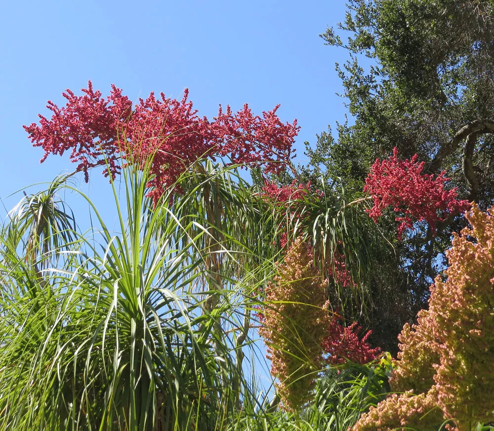 Pony Tail Palm (Beaucarnea Recurvata) — shrub with white blooms
