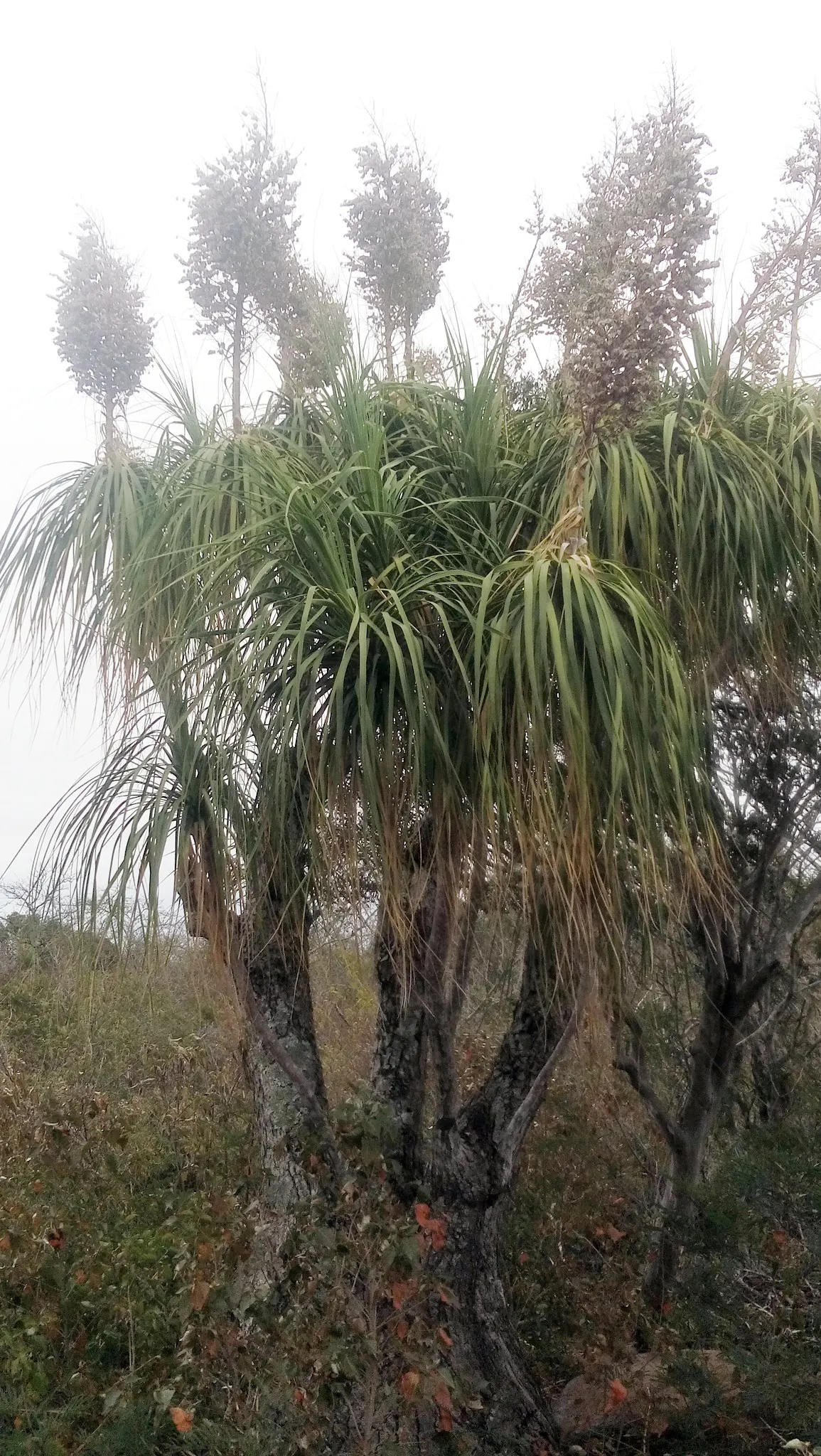 Pony Tail Palm (Beaucarnea Recurvata) — consider its potential to provide vertical interest and a unique silhouette; it is an excellent choice for, image 140