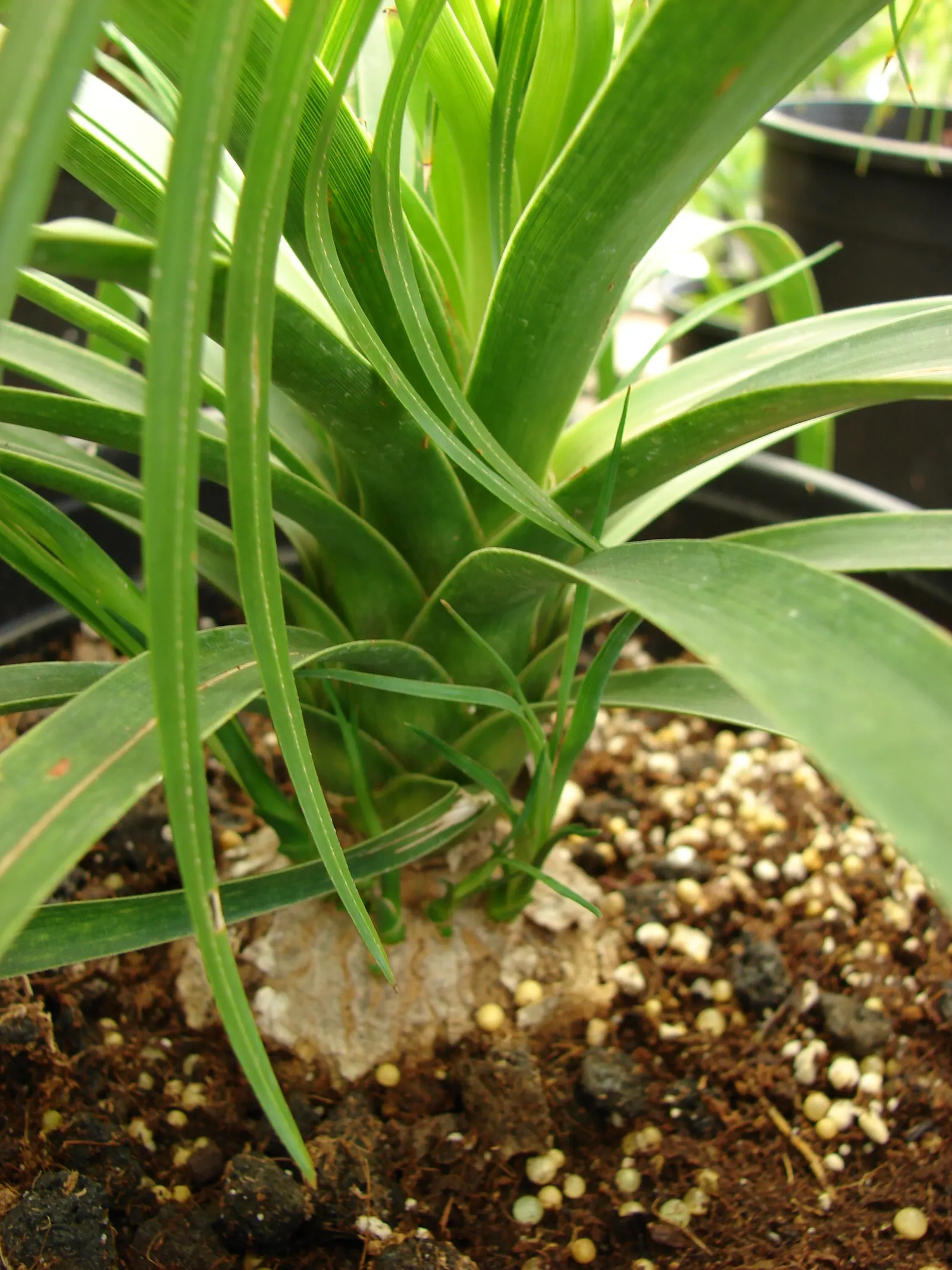 Pony Tail Palm (Beaucarnea Recurvata) — Maturing at 6-8 feet tall and 3-5 feet wide, it's ideal for xeriscapes or as a focal point; it is, image 120