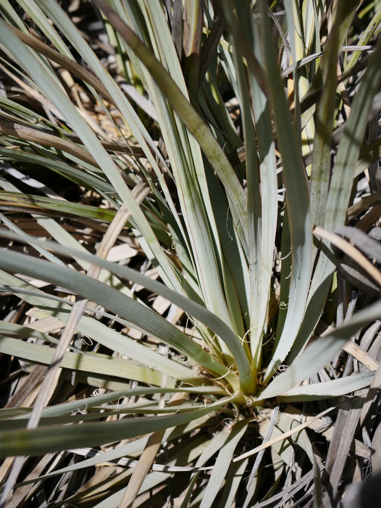 Pony Tail Palm (Beaucarnea Recurvata) — from solitary specimen plantings to group arrangements with other drought-tolerant flora