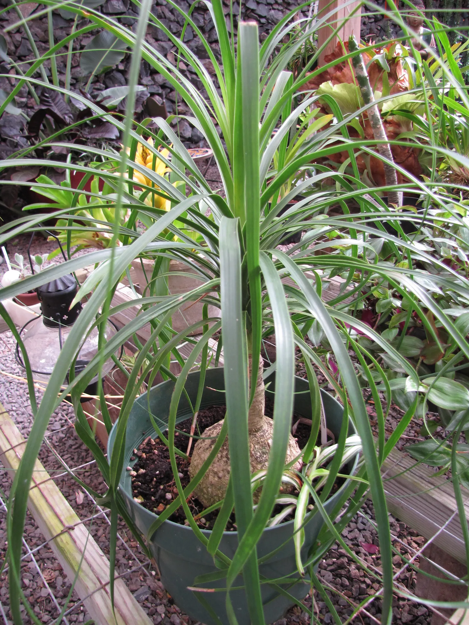Pony Tail Palm (Beaucarnea Recurvata) — each frond reaching lengths of 4 to 6 feet; making it an ideal selection for gardeners seeking an exotic