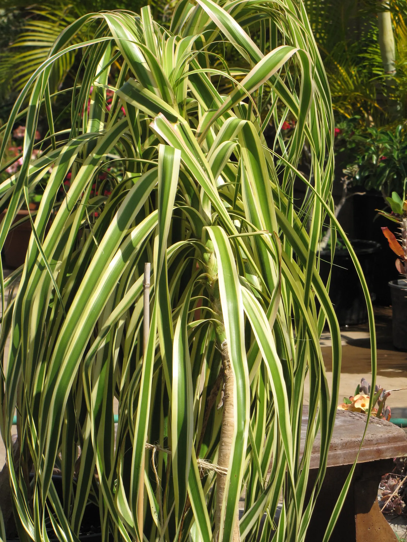 Pony Tail Palm (Beaucarnea Recurvata) — From this caudex extends a slender