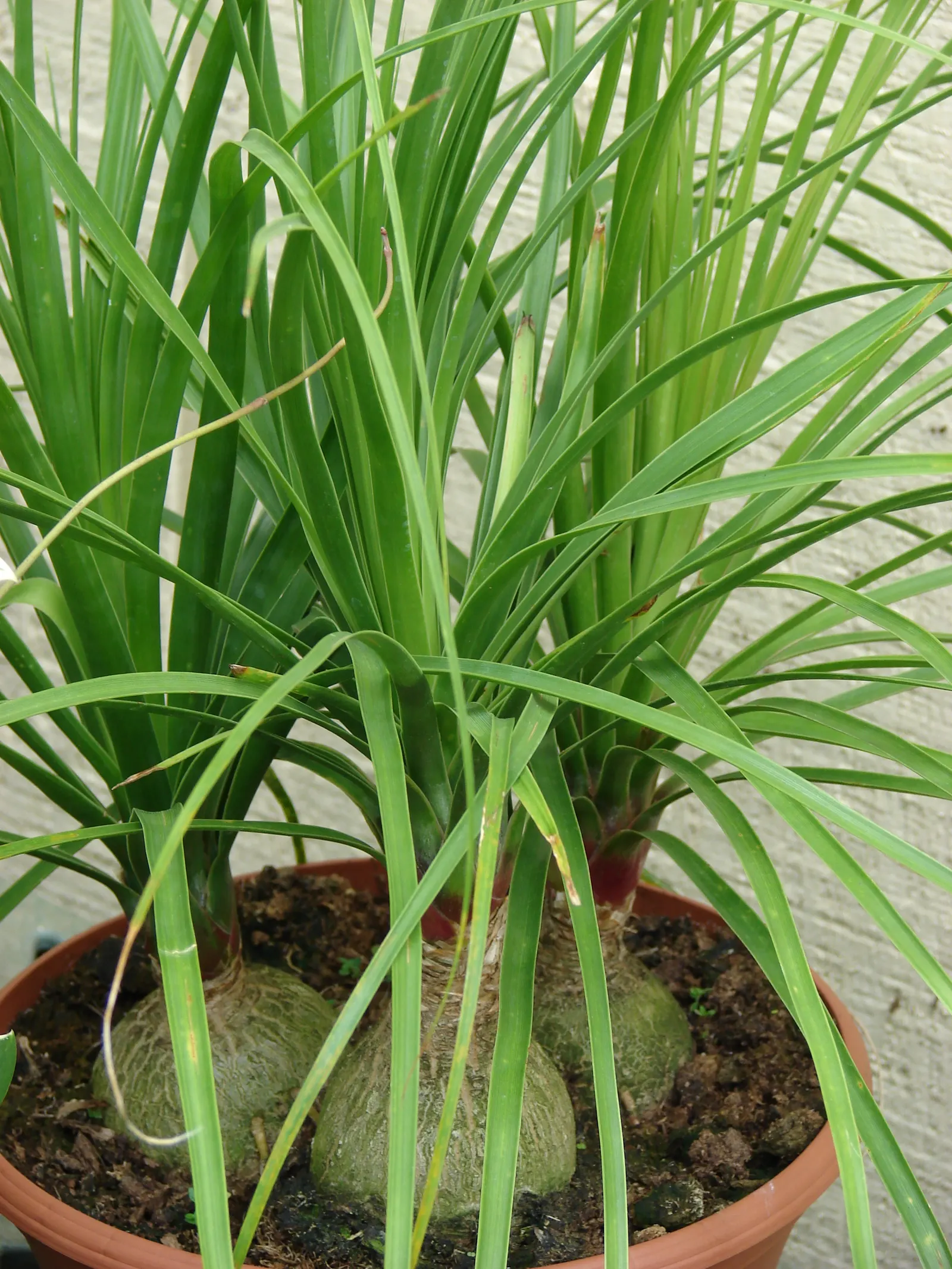 Pony Tail Palm (Beaucarnea Recurvata) — making it a focal point in any garden setting.<br><br>A hardy and low-maintenance plant; is a distinctive, image 105