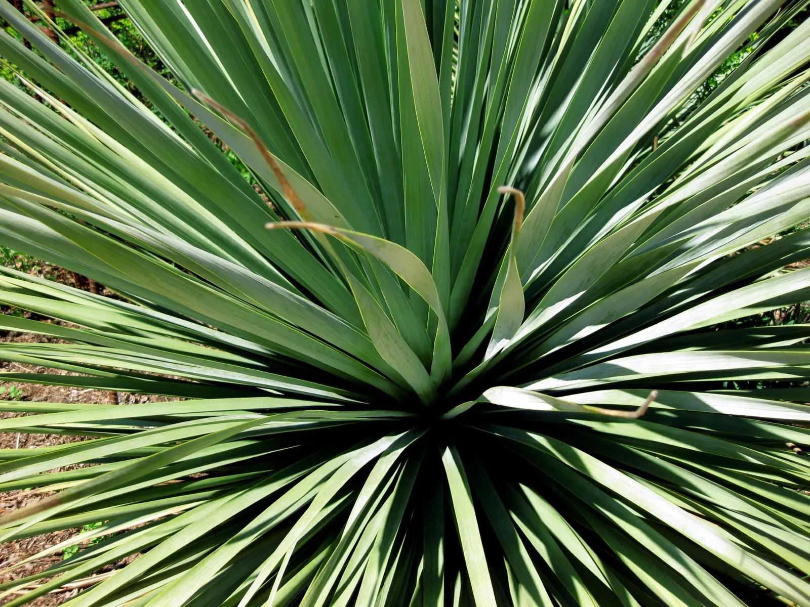 Pony Tail Palm (Beaucarnea Recurvata) — making it an ideal selection for gardeners seeking an exotic; scientifically known as Beaucarnea recurvata, image 138