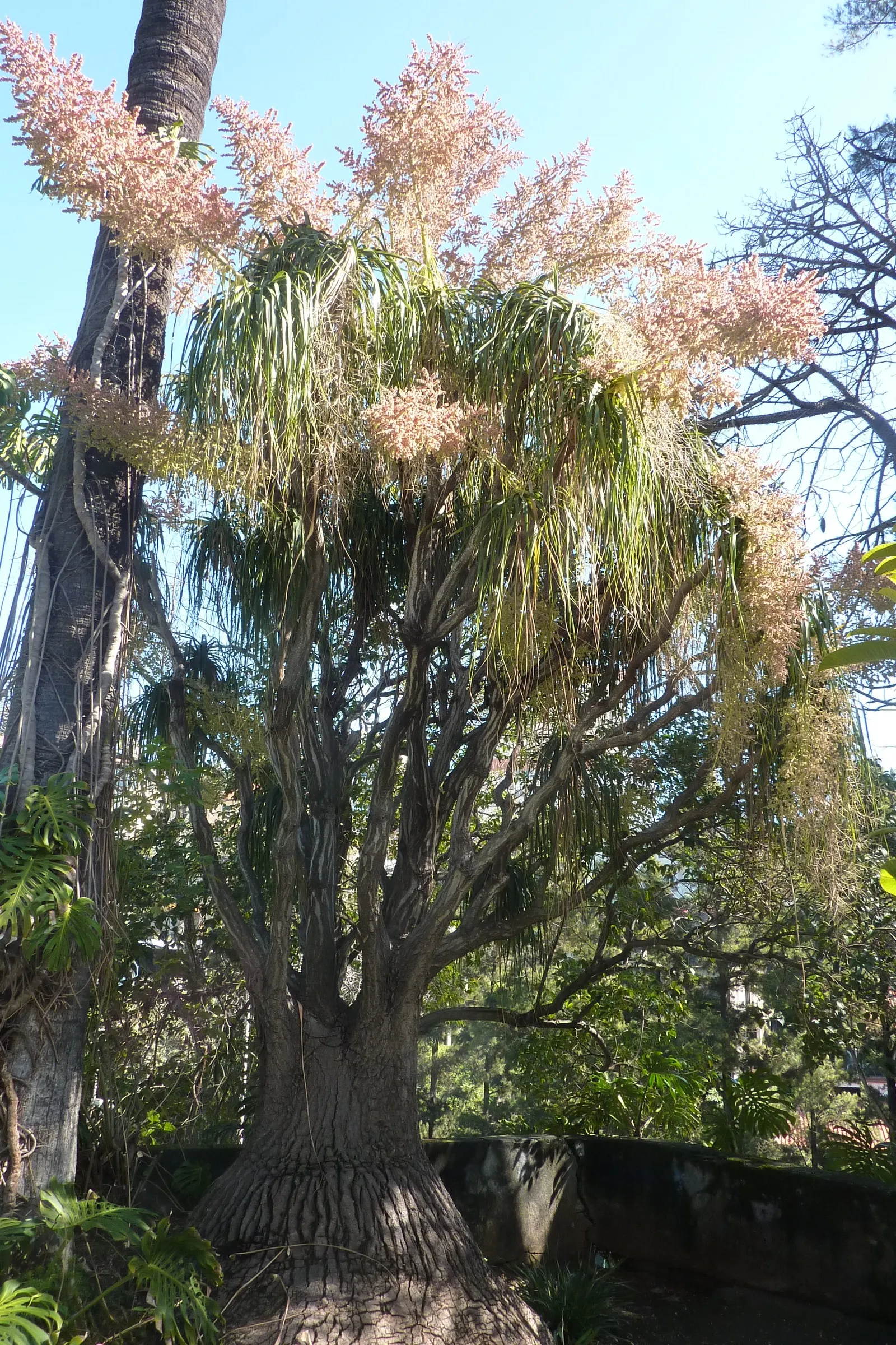 Pony Tail Palm (Beaucarnea Recurvata) — It is an excellent choice for xeriscaping and is highly tolerant of poor soil conditions; the plant is, image 78