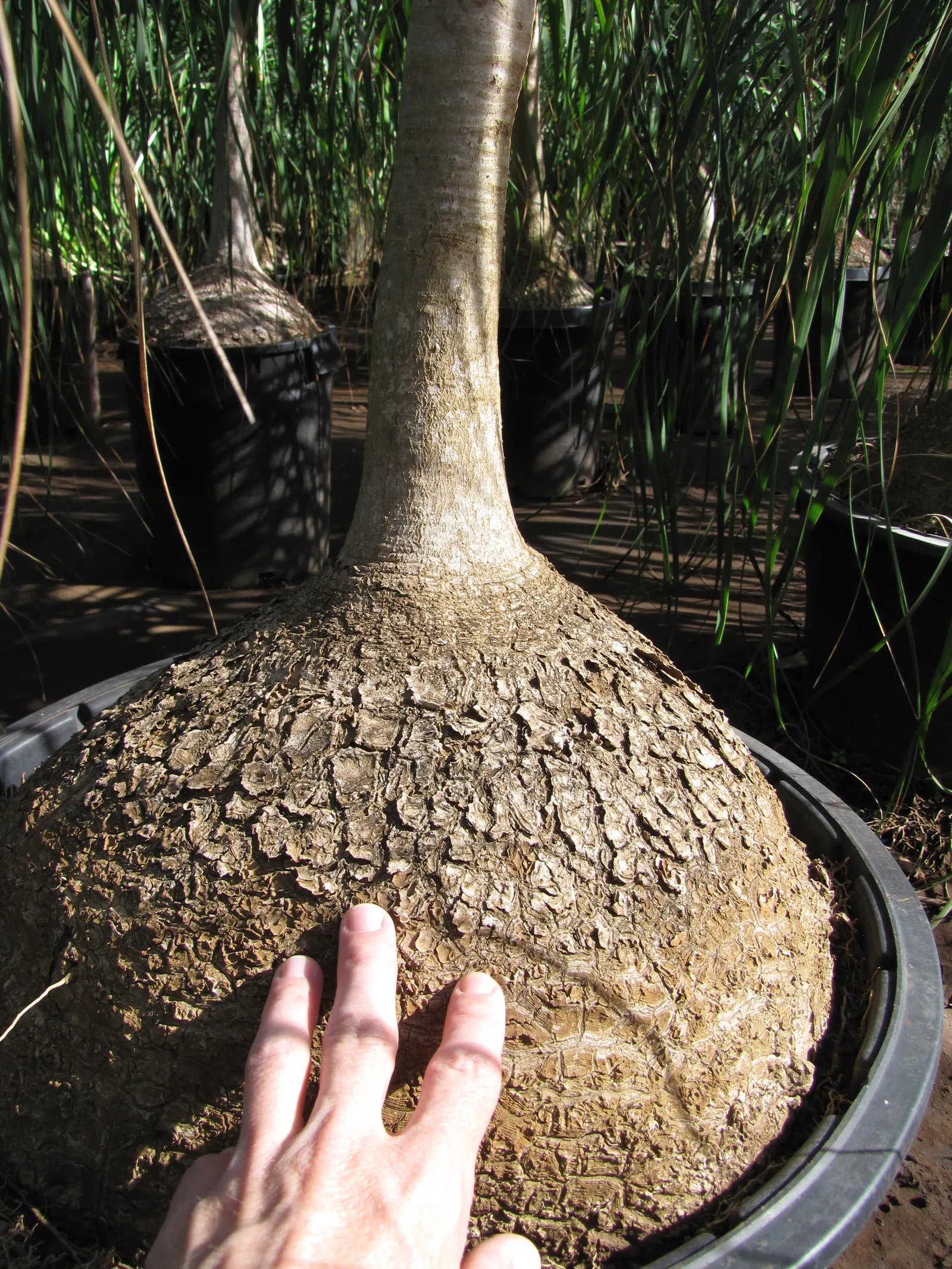 Pony Tail Palm (Beaucarnea Recurvata) — white flowers in the garden