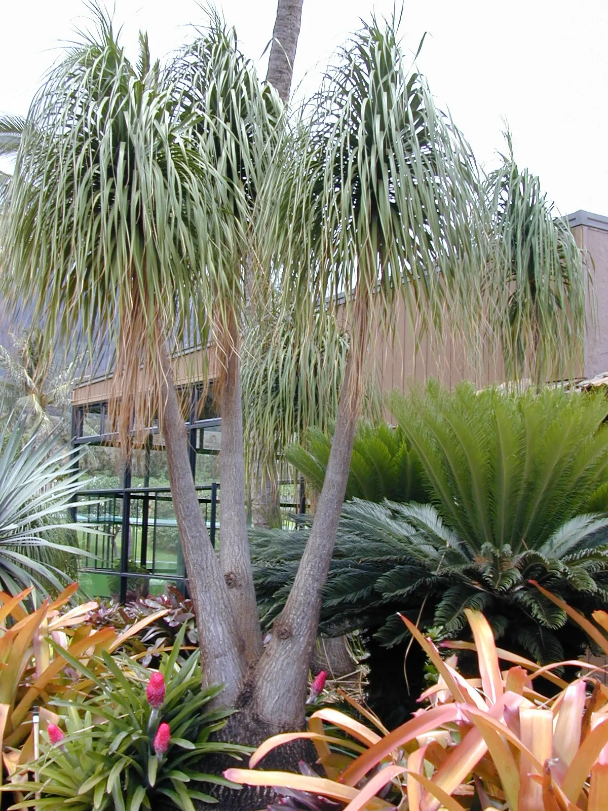 Pony Tail Palm (Beaucarnea Recurvata) — Pony Tail Palm (Beaucarnea recurvata) is a distinctive evergreen succulent; maturing at 6-8 feet tall and, image 117