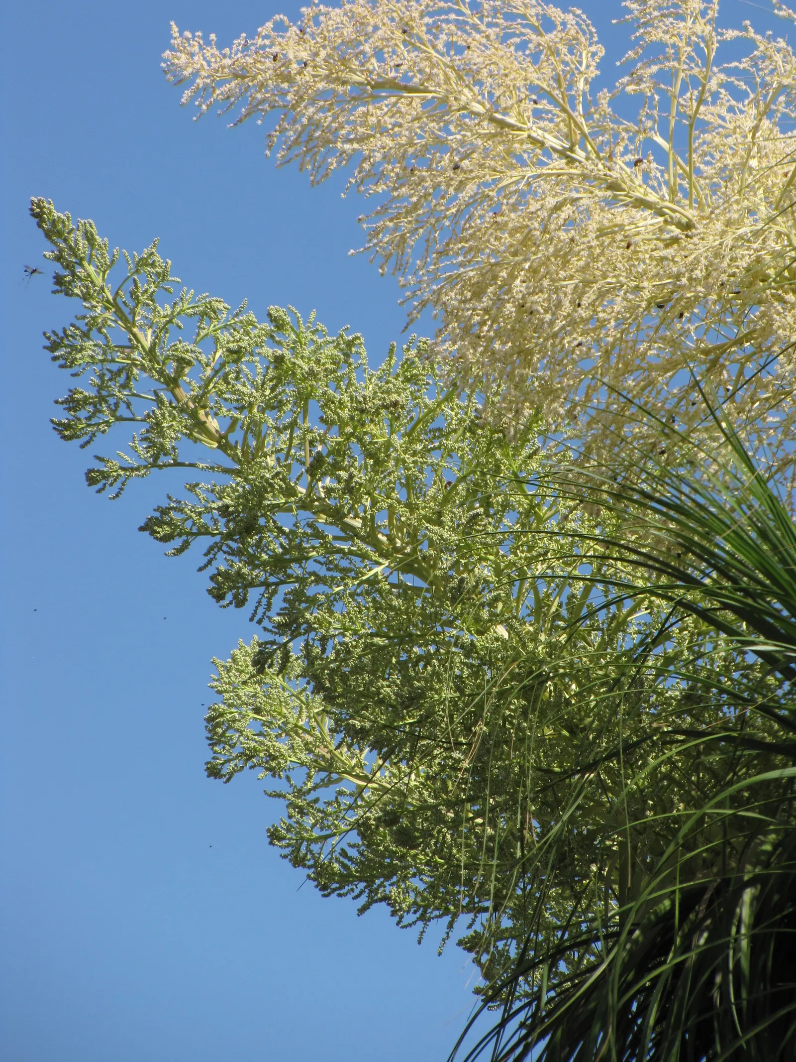 Pony Tail Palm (Beaucarnea Recurvata) — It is not a true palm but rather a member of the Agavaceae family; consider its potential to provide, image 95