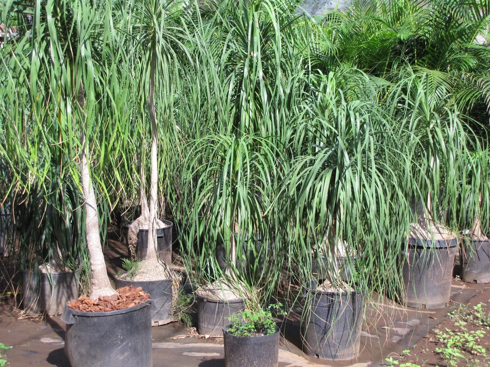 Pony Tail Palm (Beaucarnea Recurvata) — ensuring survival through periods of drought; which serves as a water reservoir, image 126